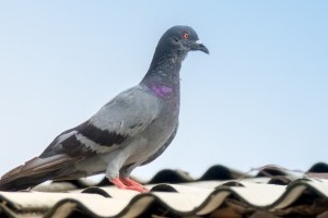 Pigeon Pest, Pest Control in Esher, Claygate, KT10. Call Now 020 8166 9746