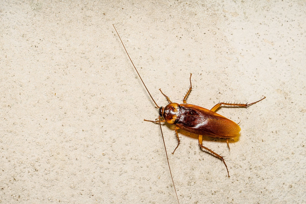 Cockroach Control, Pest Control in Esher, Claygate, KT10. Call Now 020 8166 9746
