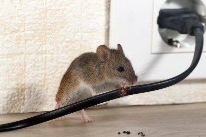Pest Control in Esher, Claygate, KT10. Call Now! 020 8166 9746